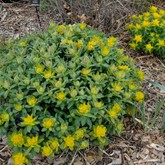 Cushion Spurge